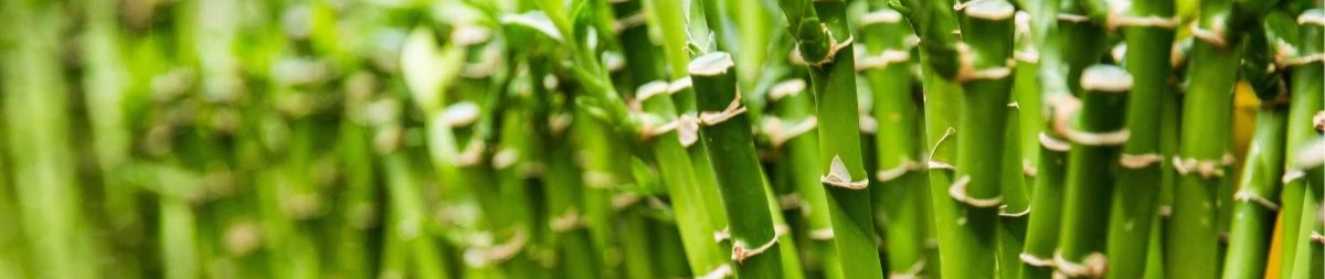 Natural Bamboo and Imperfection
